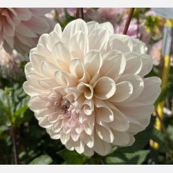 Dahlia Sweet Nathalie 