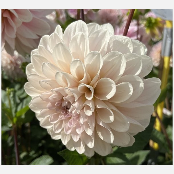 Dahlia Sweet Nathalie 