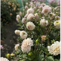 Dahlia Sweet Nathalie 