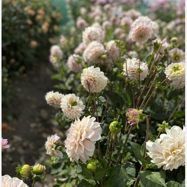 Dahlia Sweet Nathalie 