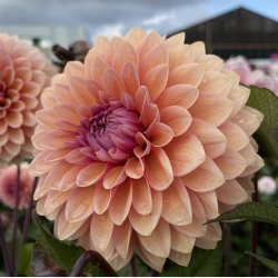 Dahlia Sweet Sanne