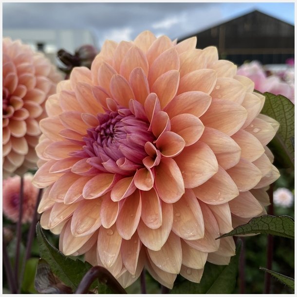 Dahlia Sweet Sanne