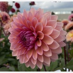 Dahlia Sweet Sanne
