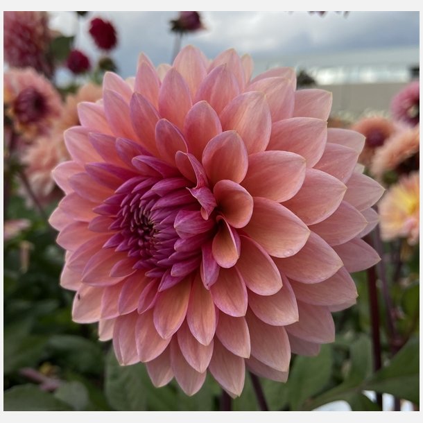 Dahlia Sweet Sanne