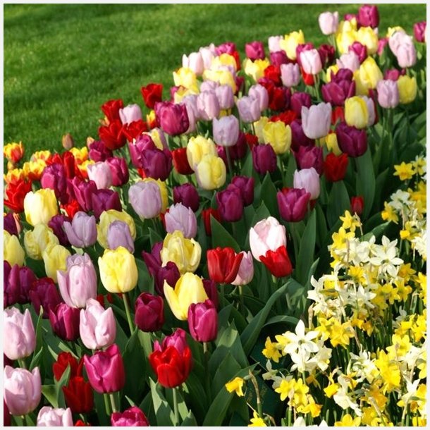 Tulipan Sweet Tutti Frutti mix 50 lg