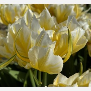 Tulip Sweet Valley 8 lg