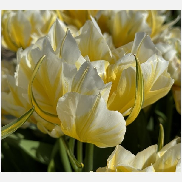Tulip Sweet Valley 8 lg