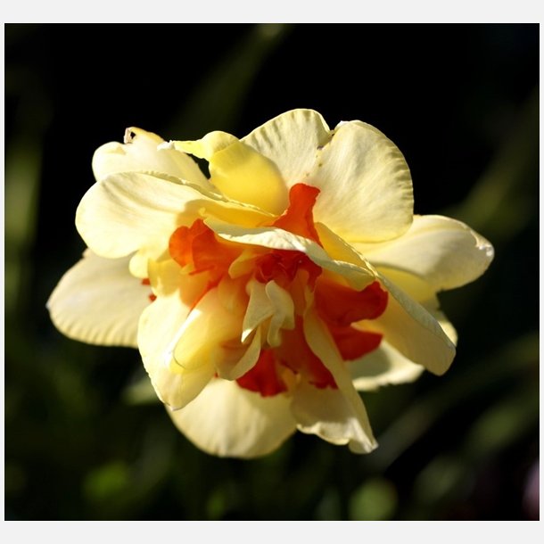 Narcis Tahiti 5 lg