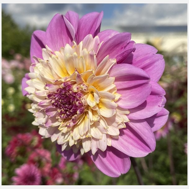 Dahlia Take off 