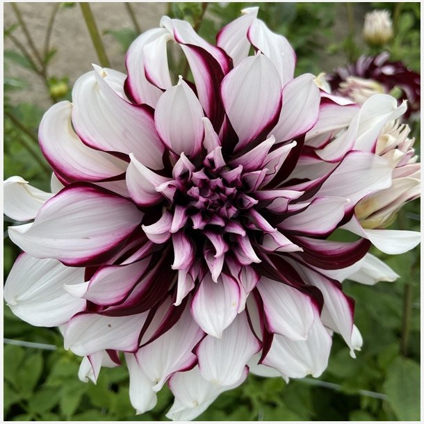Dahlia Tartan