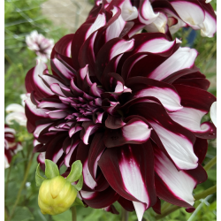 Dahlia Tartan