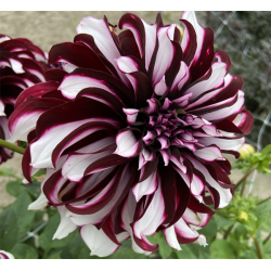 Dahlia Tartan