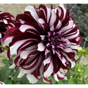 Dahlia Tartan