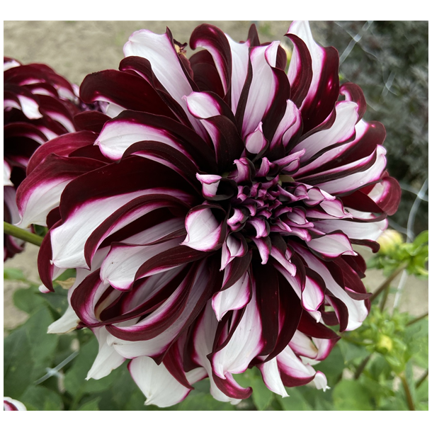 Dahlia Tartan
