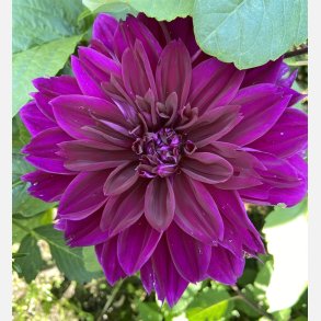 Dahlia Thomas A. Edison 