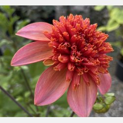 Dahlia Totally Tangerine 