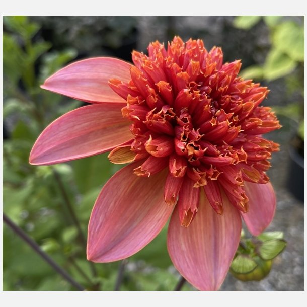 Dahlia Totally Tangerine 