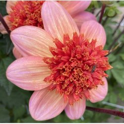 Dahlia Totally Tangerine 