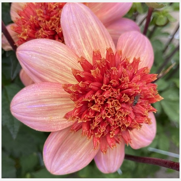 Dahlia Totally Tangerine 