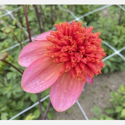 Dahlia Totally Tangerine 
