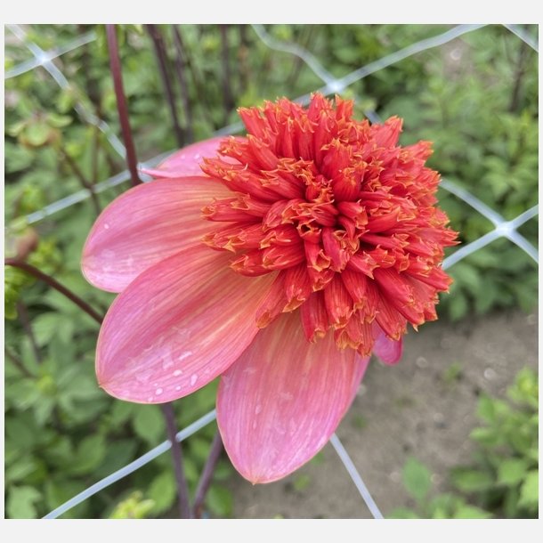 Dahlia Totally Tangerine 