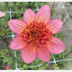 Dahlia Totally Tangerine 