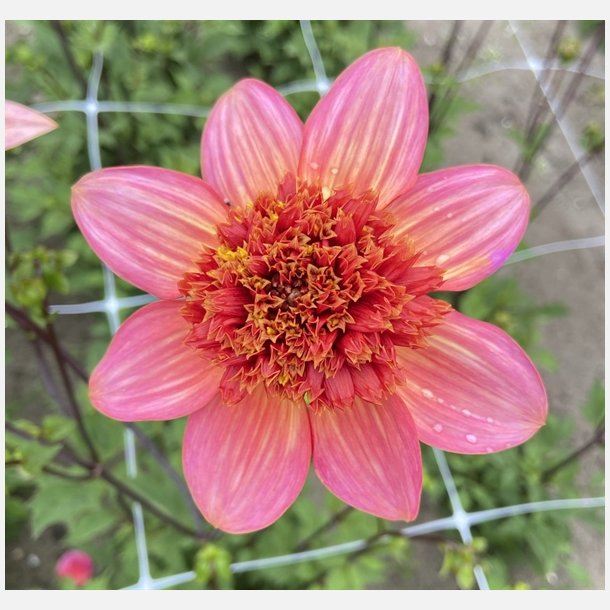 Dahlia Totally Tangerine 