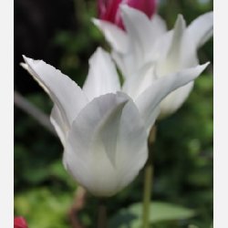 Tulipan Tres Chic 5 lg