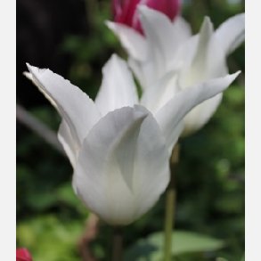 Tulipan Tres Chic 5 lg