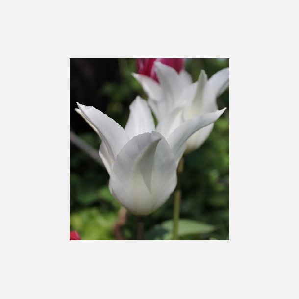 Tulipan Tres Chic 5 lg