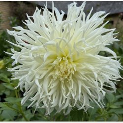 Dahlia Tsuki-yori-no-shisha 