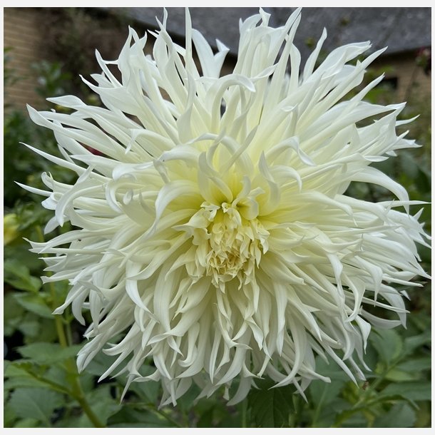 Dahlia Tsuki-yori-no-shisha 