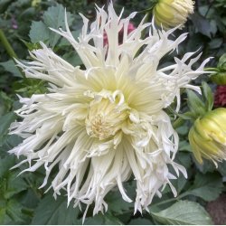 Dahlia Tsuki-yori-no-shisha 