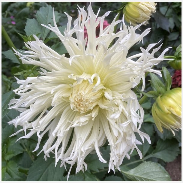 Dahlia Tsuki-yori-no-shisha 