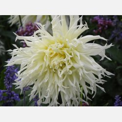 Dahlia Tsuki-yori-no-shisha 