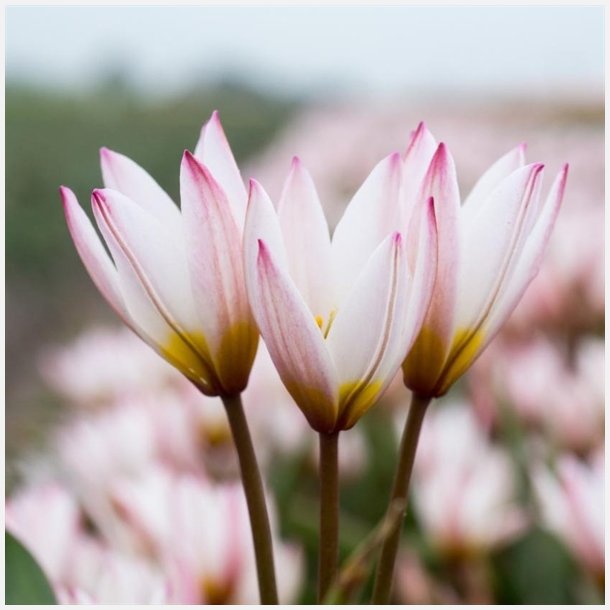 Tulipan Hilde 10 lg