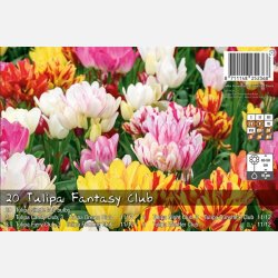 Tulipan Fantasy Club 12 lg