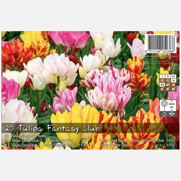 Tulipan Fantasy Club 12 lg