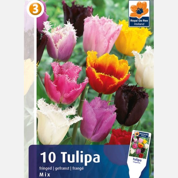 Tulipan Frynset mix 10 lg