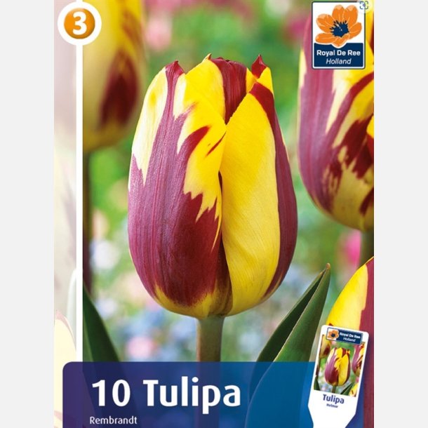 Tulipan Helmar 10 lg