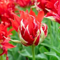 Tulip Red Spider 6 lg
