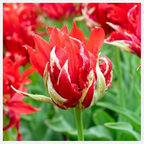Tulip Red Spider 6 lg
