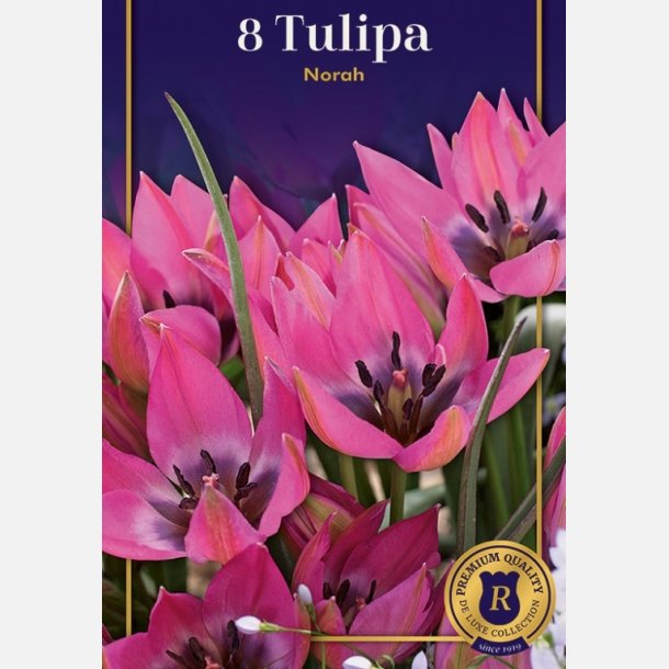 Tulipan Norah 8 lg