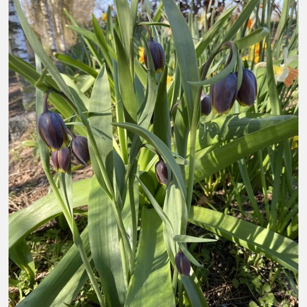 Fritillaria Uva vulpis 20 l�g