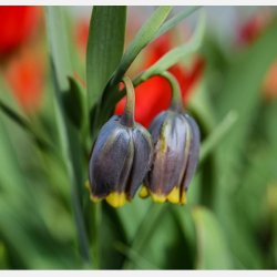 Fritillaria Uva vulpis 20 l�g