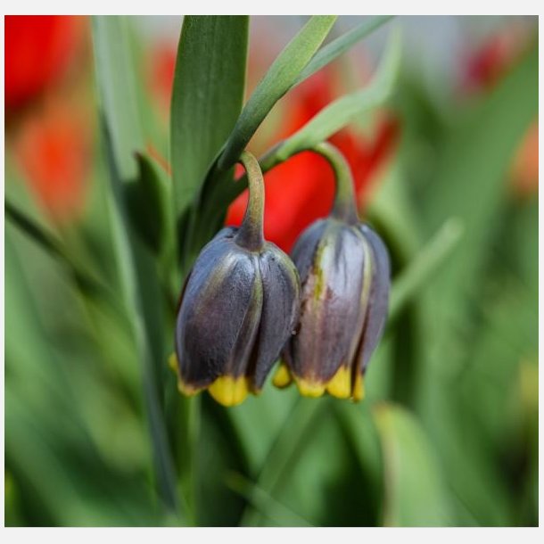 Fritillaria Uva vulpis 20 lg