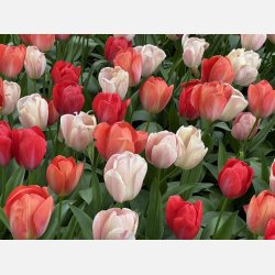 Tulipan Pink Promise mix 50 lg