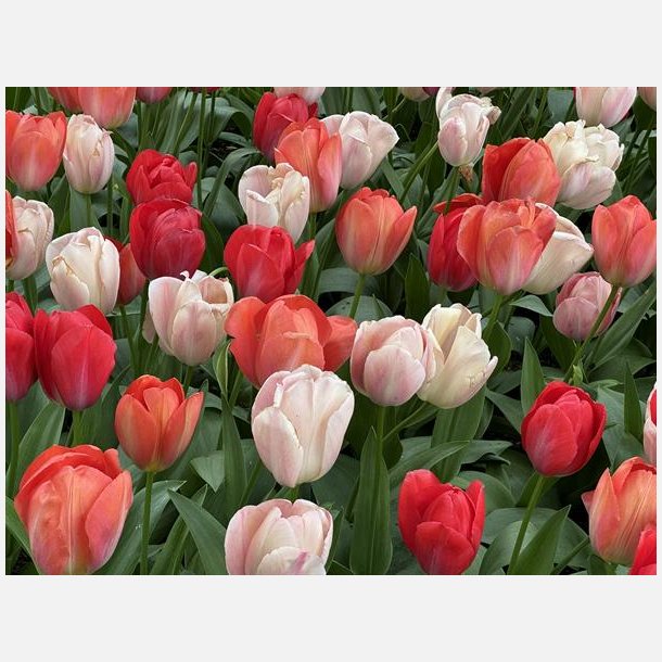 Tulipan Pink Promise mix 50 lg