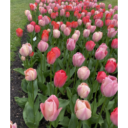 Tulipan Pink Promise mix 50 lg