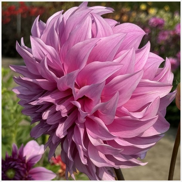 Dahlia Vassio Meggos 